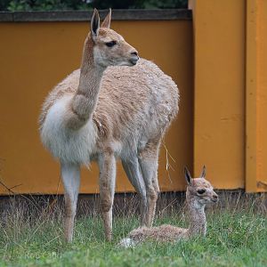 Vicuna : Twycross : 19 Sep 2014