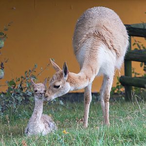 Vicuna : Twycross : 19 Sep 2014