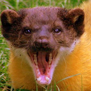 Yellow-throated marten; RSCC; 21st September 2014