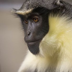 Diana monkey : Twycross : 19 Sep 2014