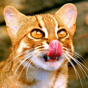 Rusty-spotted cat; RSCC; 21st September 2014