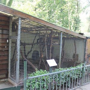 Enclosure Yellow-throated marten