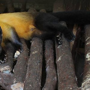 Yellow-throated marten
