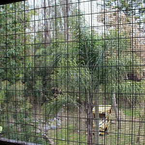 Buin Zoo - Tiger Exhibit
