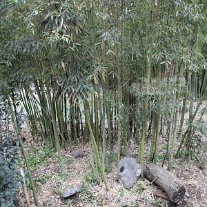 Buin Zoo - Tiger Exhibit