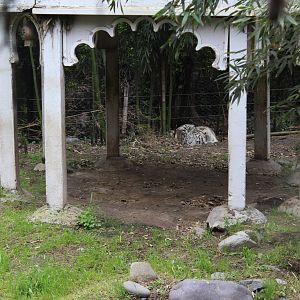 Buin Zoo - Tiger Exhibit