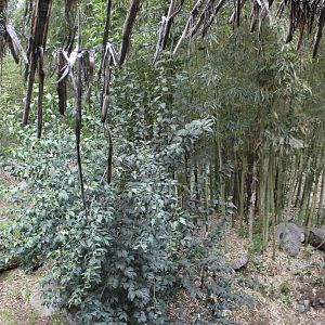 Buin Zoo - Tiger Exhibit