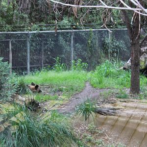 Buin Zoo - African Wild Dog Exhibit