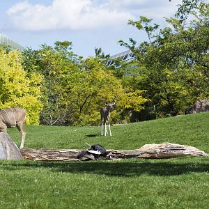 Baby Kudu (Rosalita)