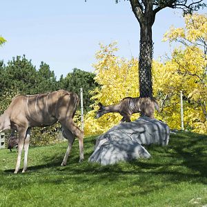 Baby Kudu (Rosalita)