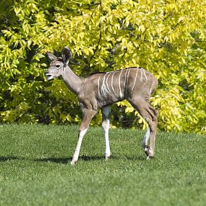 Baby Kudu (Rosalita) close up