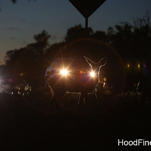 deer in the headlights