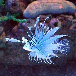 Lionfish