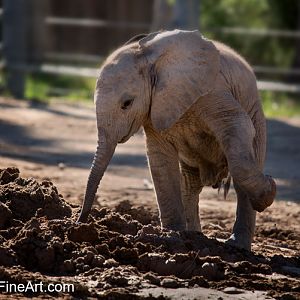 one month old elephant