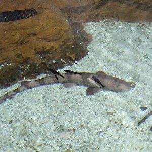 Bamboo Shark