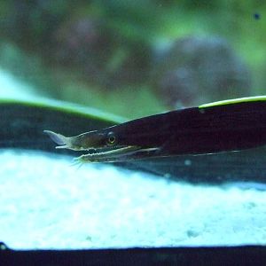 Ribbon eel