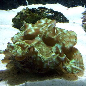 Giant clams