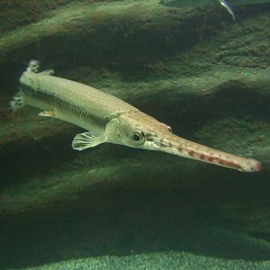 Gar