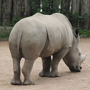Southern white rhino