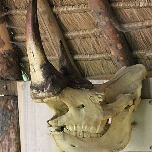 Southern white rhino skull