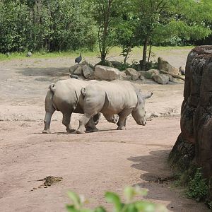 Southern white rhino enclosure