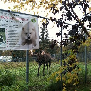 Moose Exhibit soon to be added to Polar Bear Habitat
