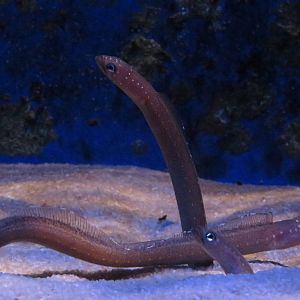 Vivarium - White spotted garden eel