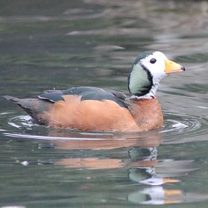 African pygmy goose male