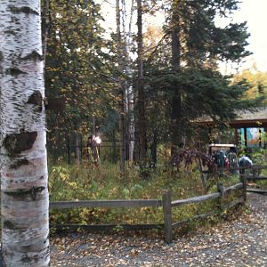 Hoary Marmont Exhibit under construction.