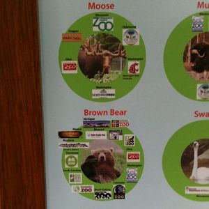 Many Brown Bears in the Lower 48 got their start in Alaska