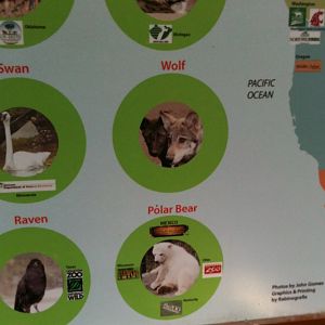 Alaskan Polar Bears gone south.