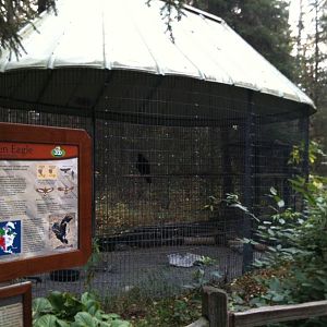 Golden Eagle Exhibit