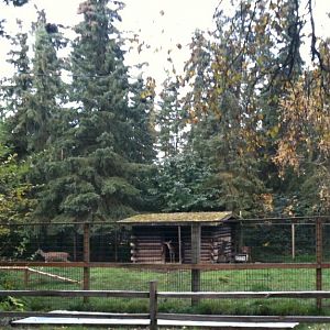 Sitka Black-tailed Deer and Domestic Turkey Exhibit