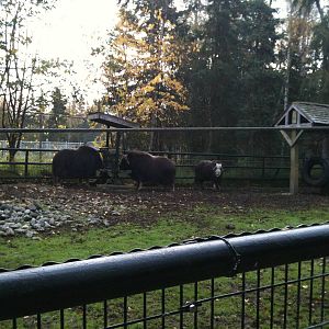Greenland Musk Ox Exhibit