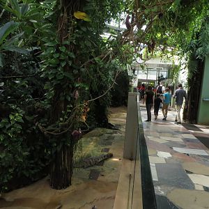 Exotarium - Crocodiles