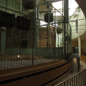 Giraffe house - giraffe indoors