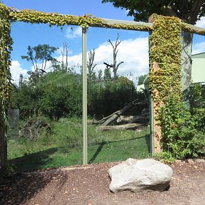 Borgoriwald - Gorilla outdoors