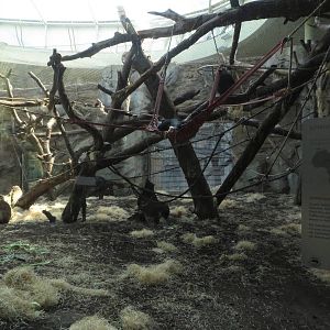 Borgoriwald - Bonobo indoors