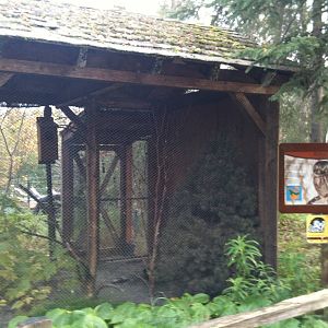 Boreal Owl Exhibit