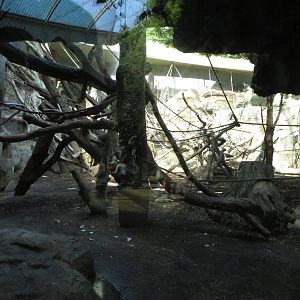 Borgoriwald - gorilla indoors