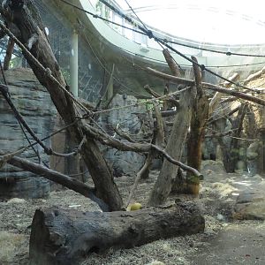 Borgoriwald - bonobo indoors