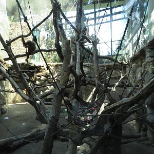 Borgoriwald - Orang utan indoors