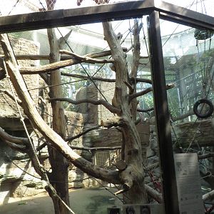 Borgoriwald - Orang utan indoors