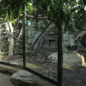 Borgoriwald - gorilla indoors