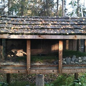 Short-eared Owl Exhibit