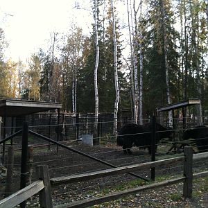 Tibetan Yak Exhibit - East side of enclosure