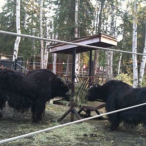 Tibetan Yaks