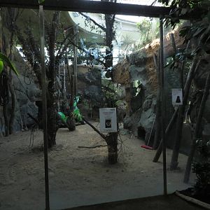 Borgoriwald - guereza indoors