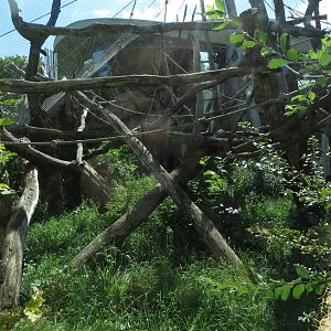 Borgoriwald - orang utan outdoors