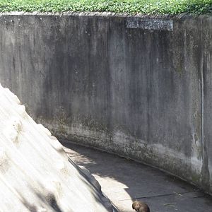 Monkey house - baboon outdoors